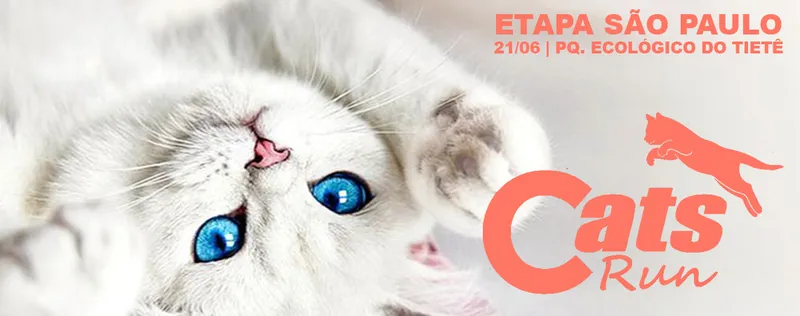 Cats Run