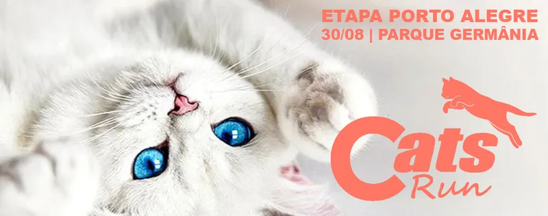 Cats Run